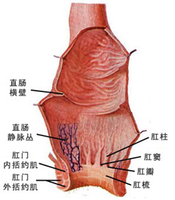 肛窦的解剖位置